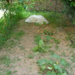 DSCN0196
